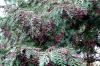 Chamaecyparis lawsoniana